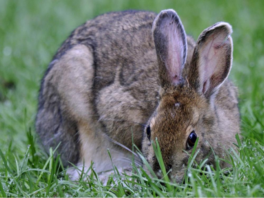 A snowshoe hare in its brown summer coat, feeding in grass at Kennebago Lake, Maine