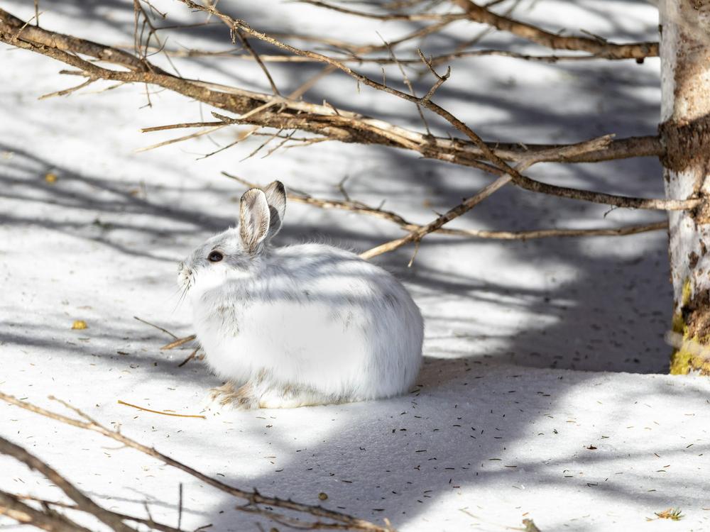 A snowshoe hare in its white winter coat, crouched under bare branches on snow
